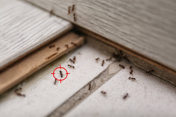 Best Best Pest Control Companies  in Warrenton, VA