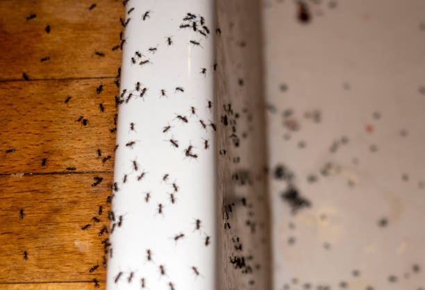 Best Pest Removal Services  in Warrenton, VA